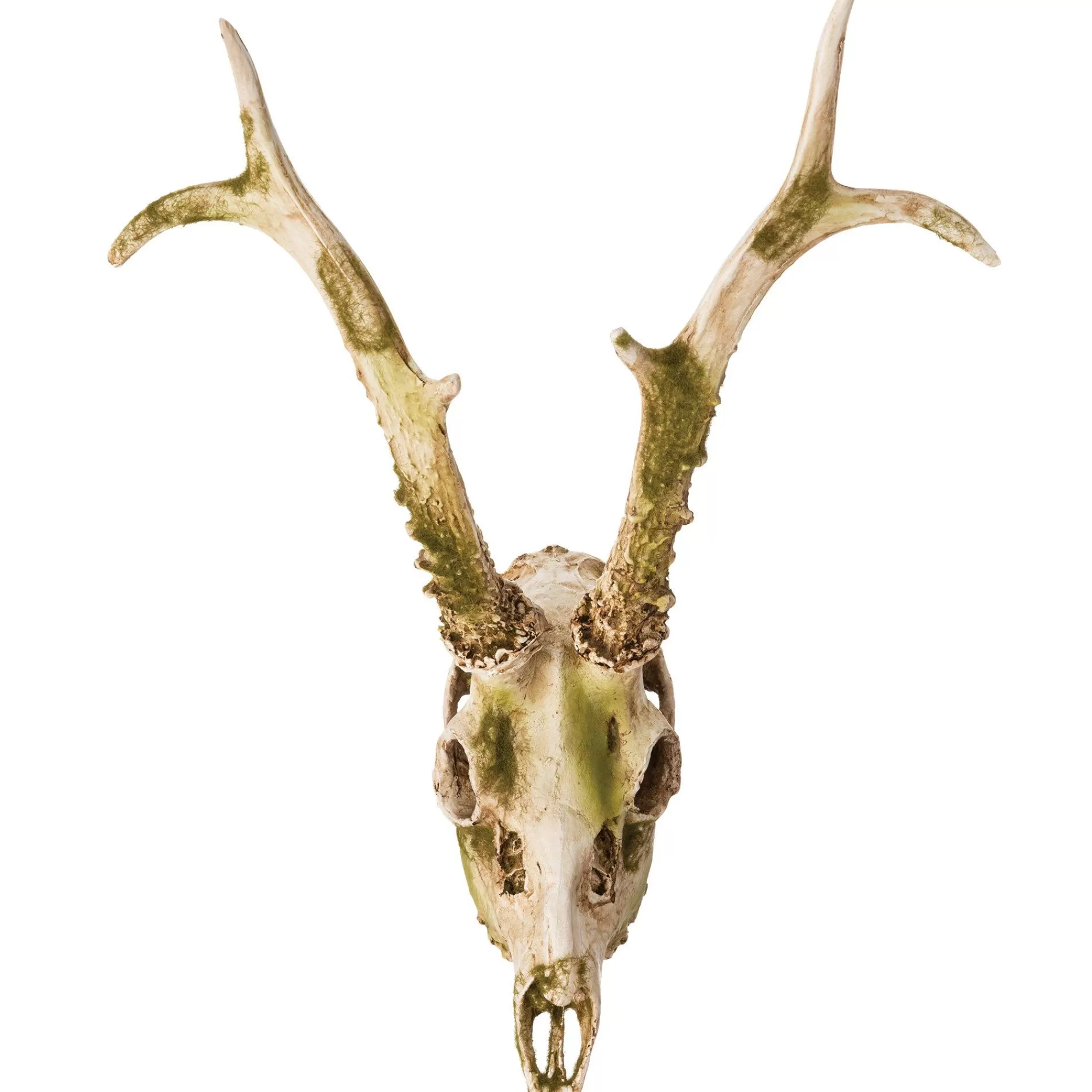 Party City Home Décor | Mossy Deer Skull Resin Decoration, 11.6In X 13.2In